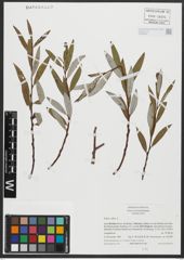 Foto von Salix alba L.